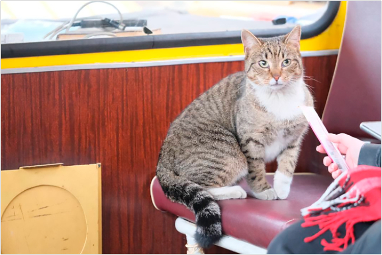 pushistaya-dusha-ekspozitsii-koshka-na-strazhe-proshlogo-v-tsentre-istorii-avtotransporta-leningrada7.jpg