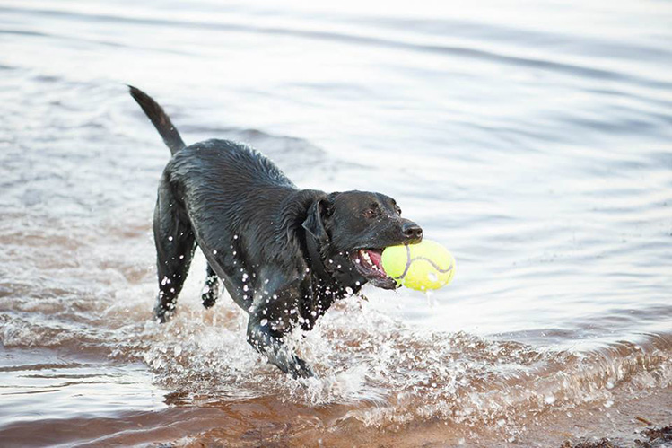 Игры с собакой на воде