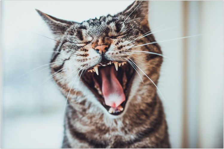 Восстановление и уход за больной кошкой kalitsiviroz-u-koshek3.jpg