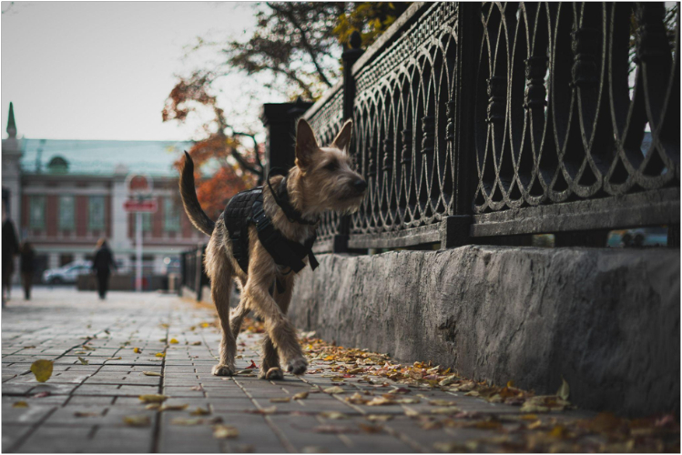 kuda-poyti-s-sobakoy-v-moskve-polnyy-gid-po-dog-friendly-mestam1.jpg
