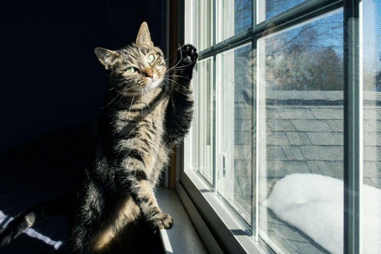 Комендантский час – это вам не шутки samye-strannye-zakony-o-koshkakh-v-mire1.jpg