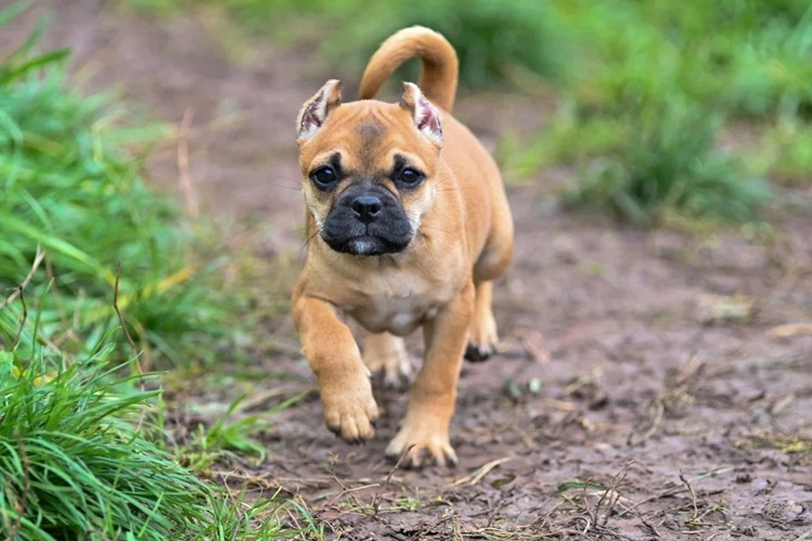 Заводчики коди.jpg