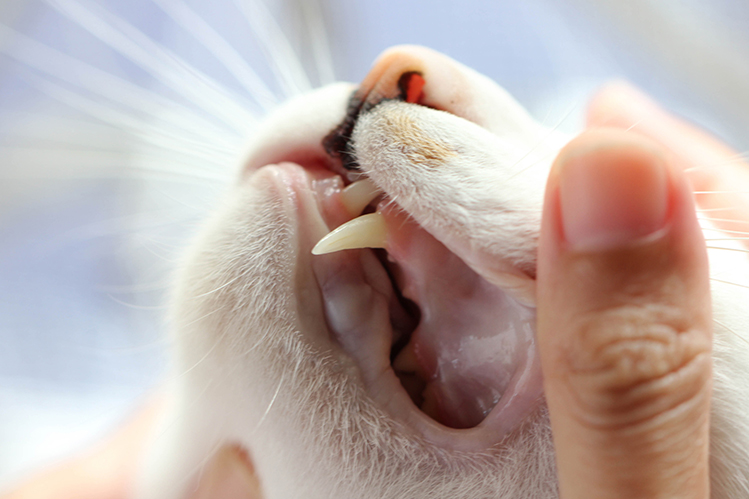 Почему у кошки воняет изо рта? - Хвост Ньюс