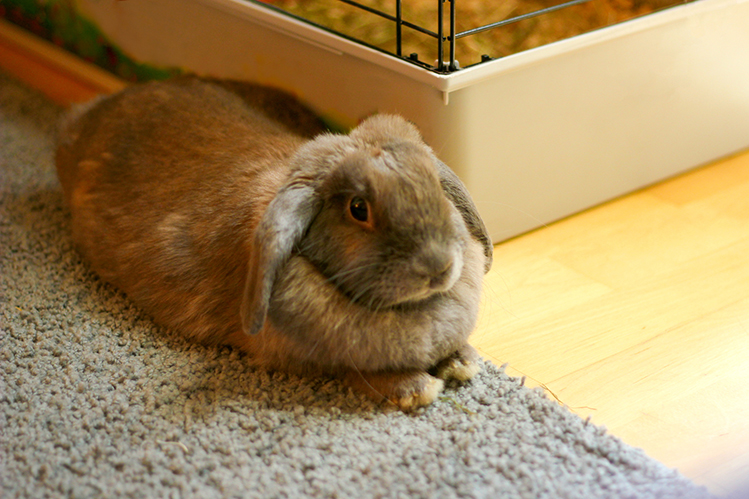 Можно ли кормить кролика травой?