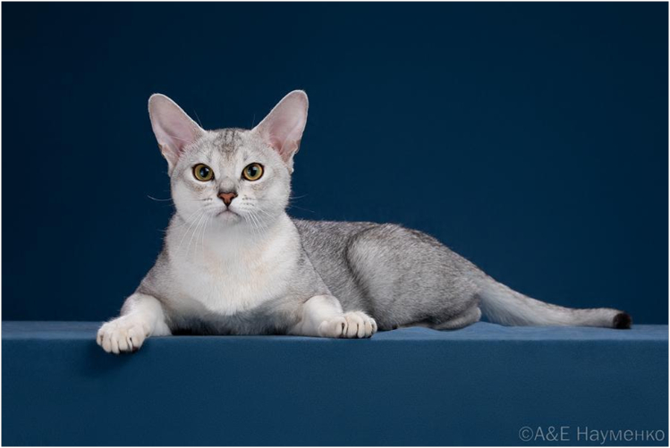 abissinskaya-poroda-koshek4.jpg