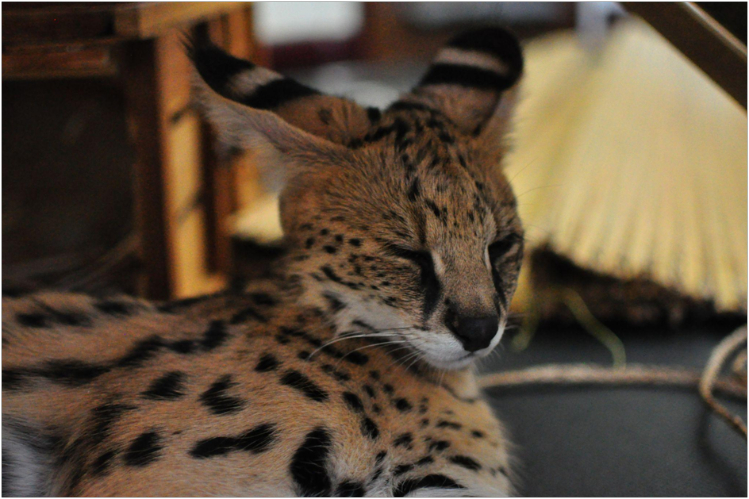 serval3.jpg
