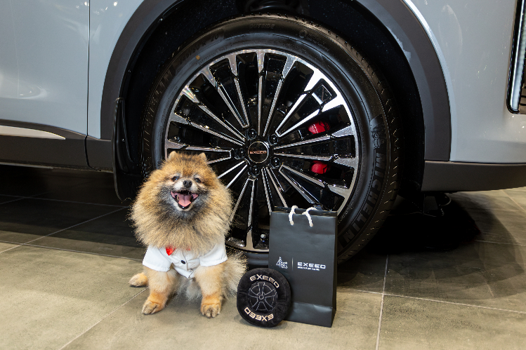 s-pitomtsem-v-lyuboy-salon-exeed-zapuskaet-federalnuyu-pet-friendly-programmu3.jpg