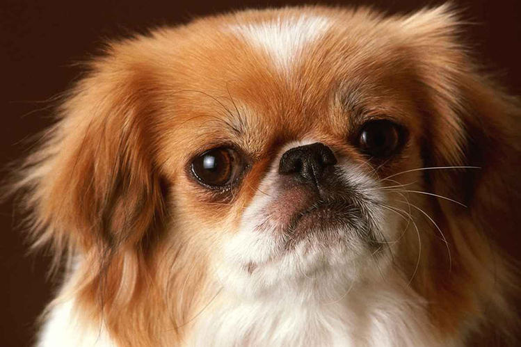 пекинес порода собак описание