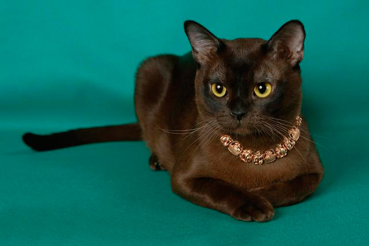 Бурманская кошка описание породы, характеристики, внешний вид, история -  Хвостньюс