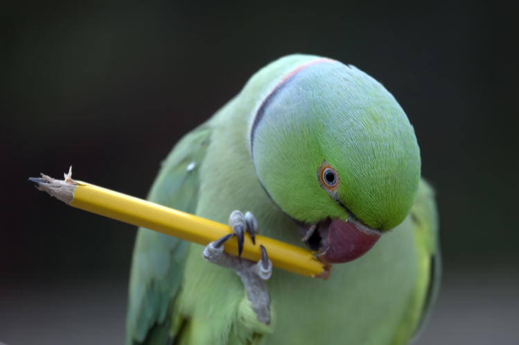 Как отучить попугаев кусаться?