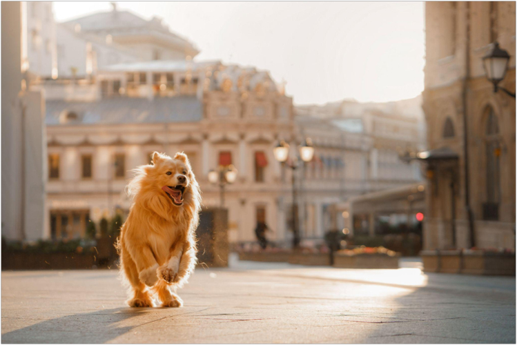 kuda-poyti-s-sobakoy-v-moskve-polnyy-gid-po-dog-friendly-mestam3.jpg