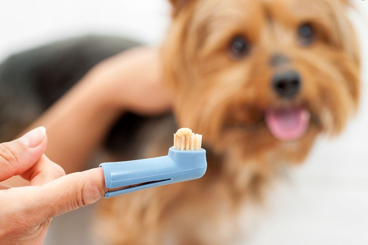 Запах изо рта у собаки: причины