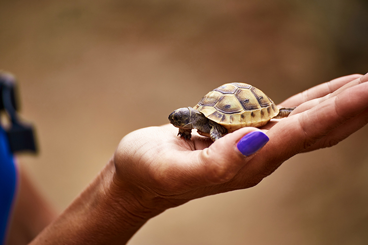 Как подготовиться к приобретению сухопутной черепахи?