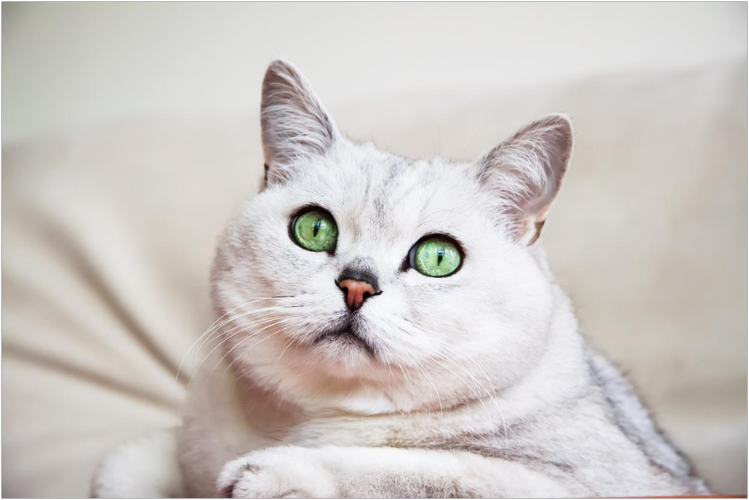 shinshilla2.jpg