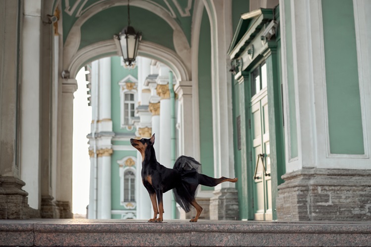 Отели и размещение с животными.jpg
