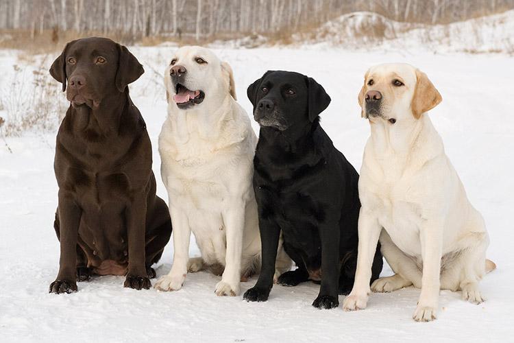 Лабрадор ретривер описание породы собак, характеристики, внешний вид,  история | Хвост Ньюс