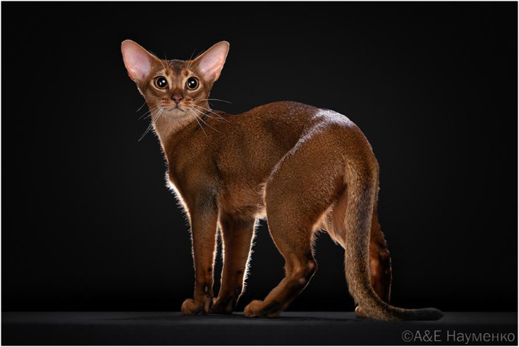 abissinskaya-poroda-koshek3.jpg