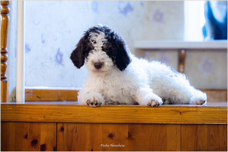 lagotto-romanolo4.jpg
