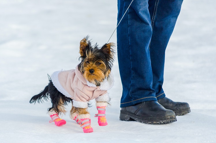 Правила зимней прогулки с собакой