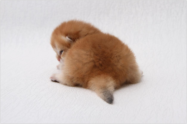 shinshilla1.jpg