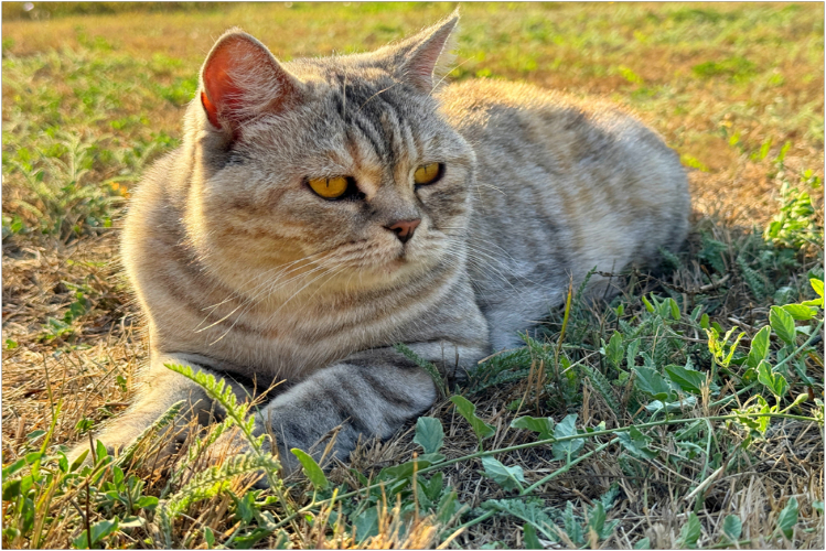 shotlandskaya-pryamoukhaya-koshka-skottish-strayt1.jpg