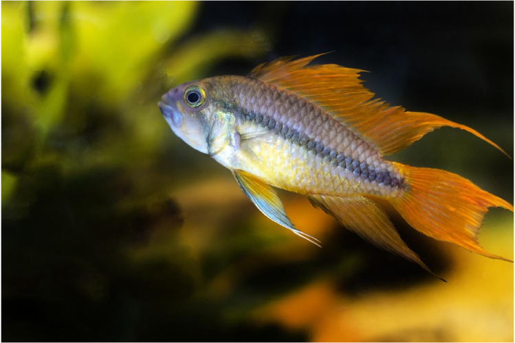 apistogramma-ocharovanie-tropicheskikh-vod2.jpg