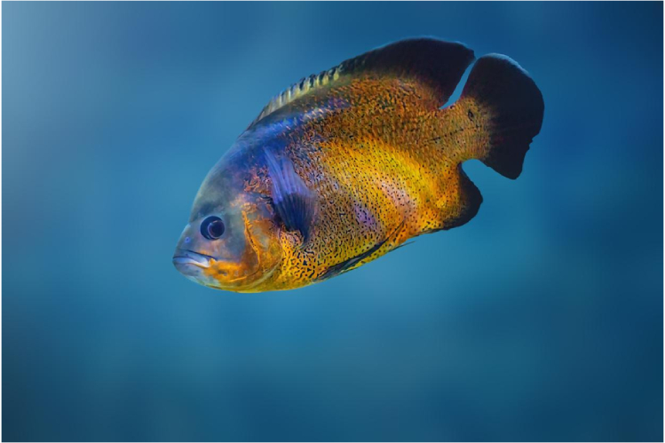 astronotus-pretendent-na-oskara1.jpg