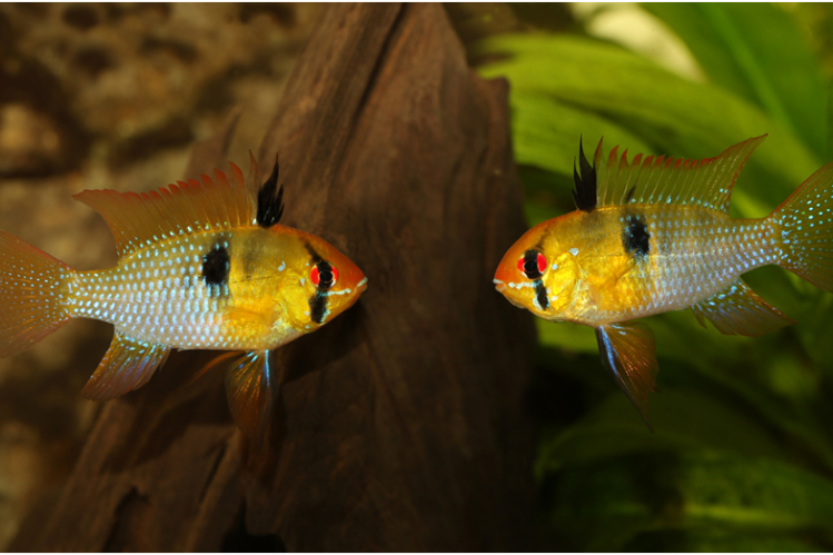 apistogramma-ramirezi-babochka-s-plavnikami5.jpg