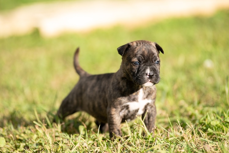 Собеседования с потенциальными покупателями