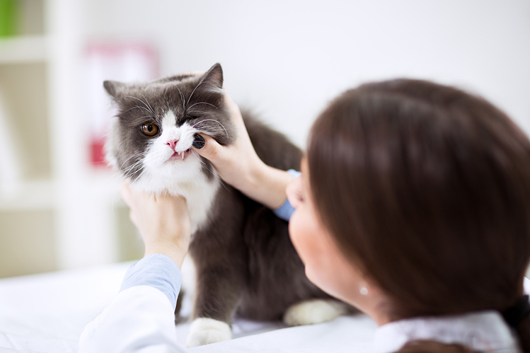 Чистят ли кошкам зубы?