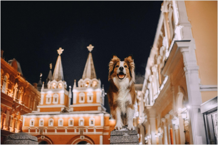 kuda-poyti-s-sobakoy-v-moskve-polnyy-gid-po-dog-friendly-mestam4.jpg