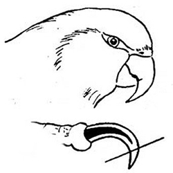 Подрезание когтей у попугая