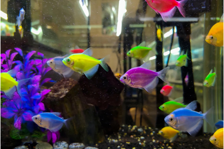 glofish-detishche-nauki-na-radost-akvariumistam2.jpg