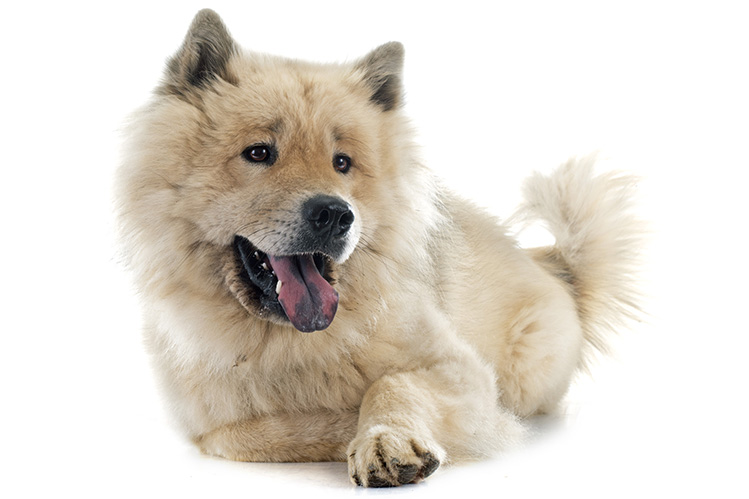 Евразиер описание породы собак, характеристики, внешний вид, история |  Хвост Ньюс