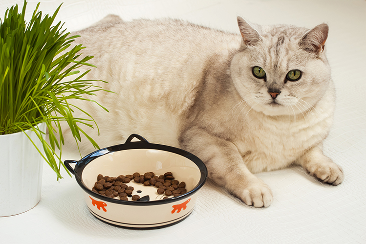 Чем кормить пожилую кошку?