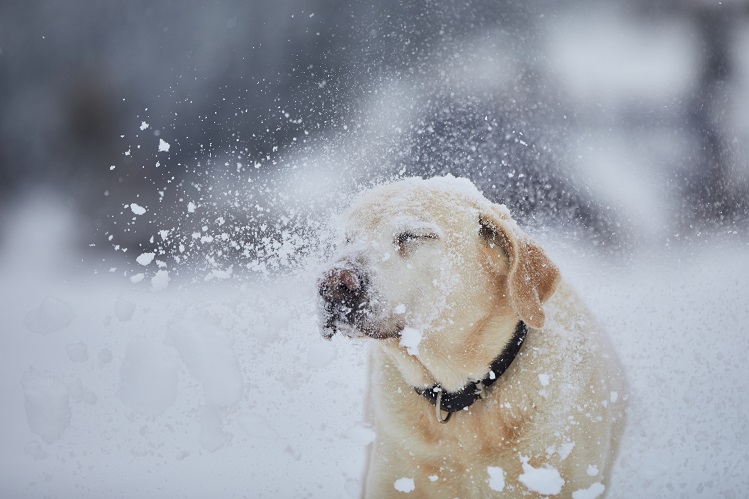 Обморожение собаки