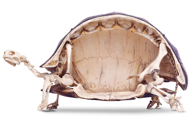 Скелет черепахи