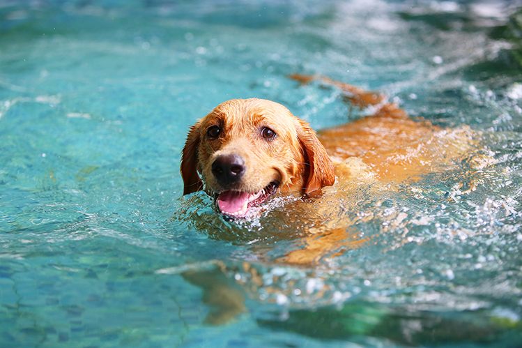 Зачем собаке бассейн?