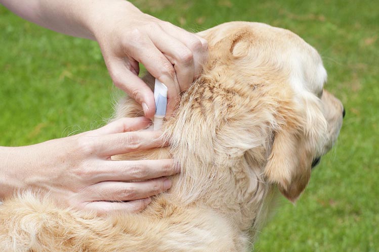 Как защитить собаку от блох и клещей?