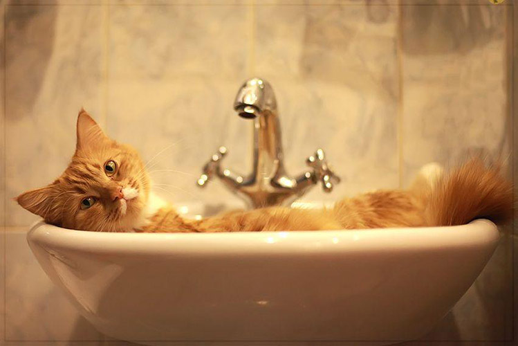 Нужно ли мыть кошек? | Как часто можно мыть домашнюю кошку?