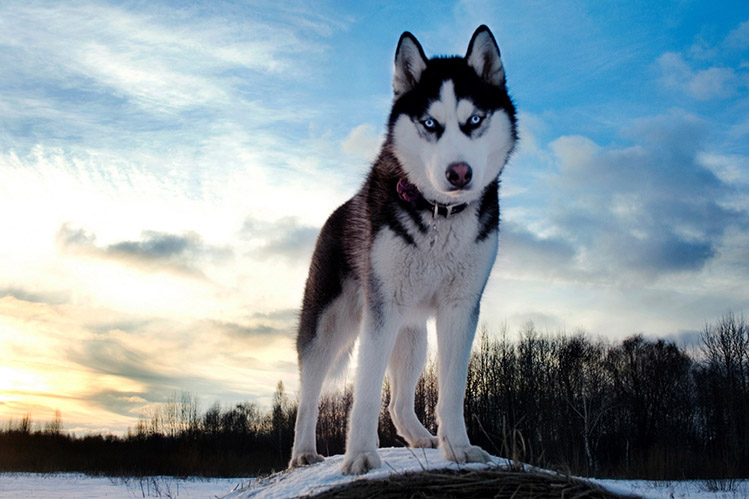 Большая собака хаски: особенности породы и правила ухода