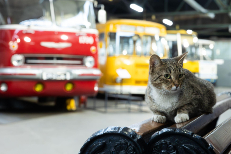 pushistaya-dusha-ekspozitsii-koshka-na-strazhe-proshlogo-v-tsentre-istorii-avtotransporta-leningrada2.jpg