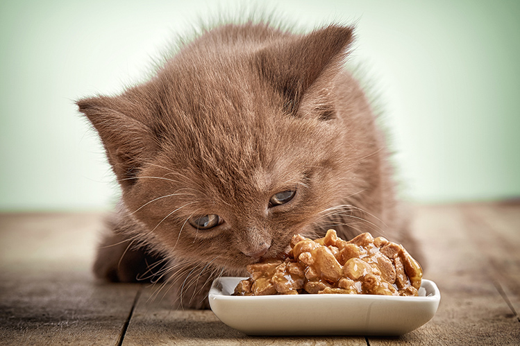 Можно ли кормить котенка сухим и влажным кормом?