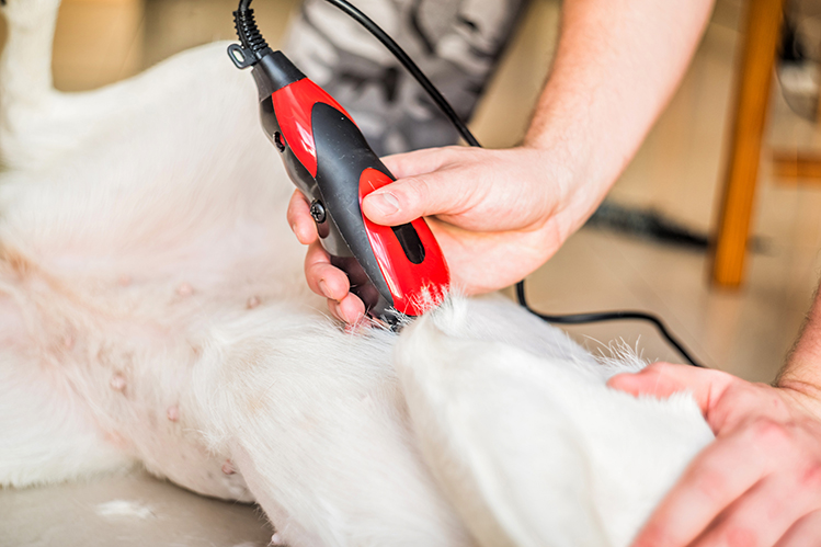 Как правильно подстричь собаку?