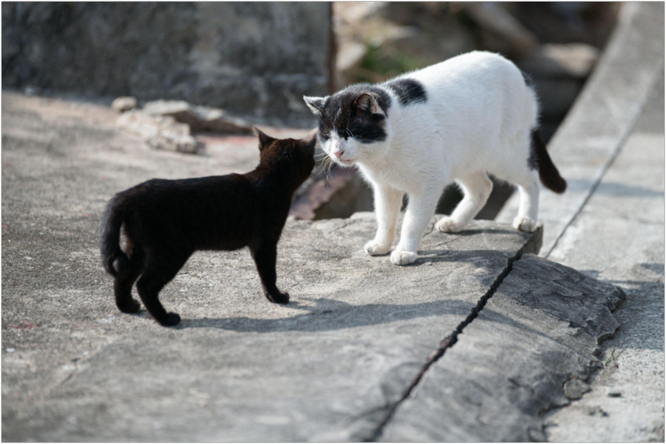 Способы заражения kalitsiviroz-u-koshek1.jpg