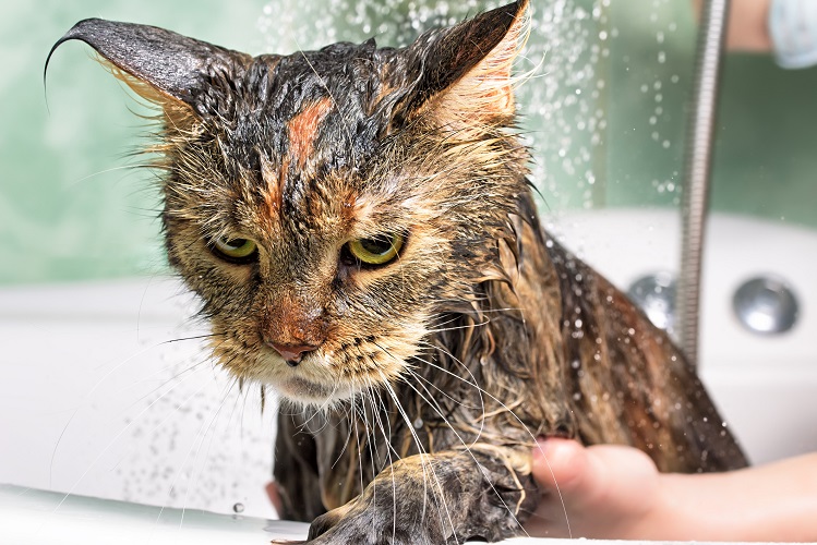 Как мыть кошек