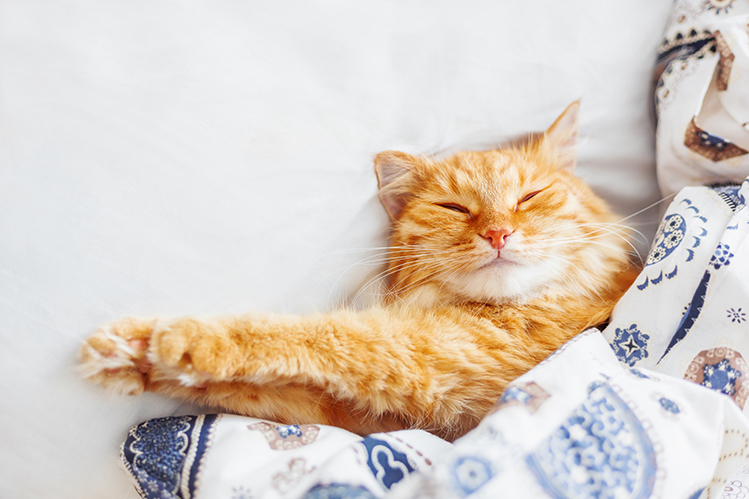 Сколько спят кошки? | Хвост Ньюс