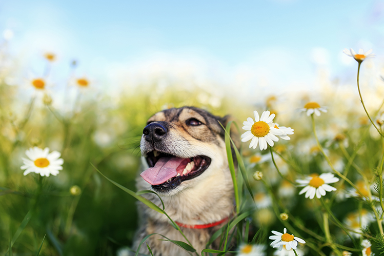 Как защитить шерсть собаки в летнее время?