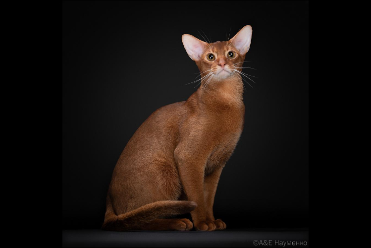 abissinskaya-poroda-koshek2.jpg