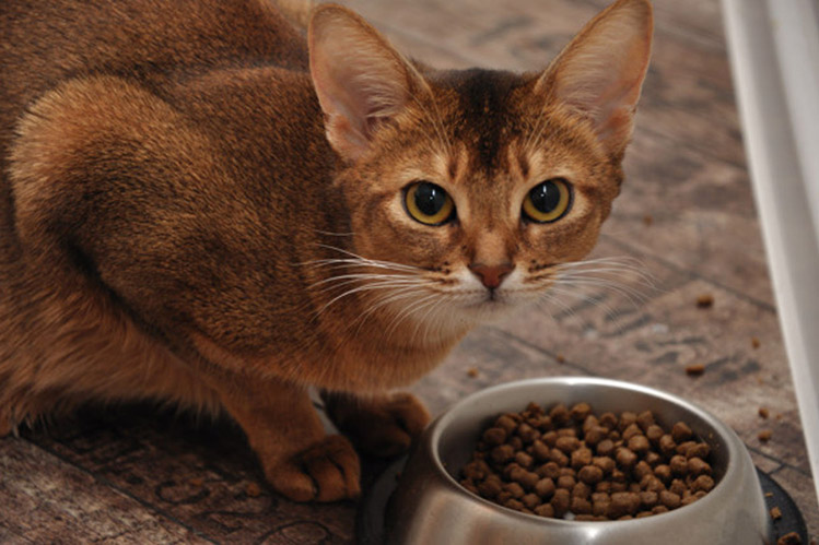 Сколько раз кормить кормящую кошку?
